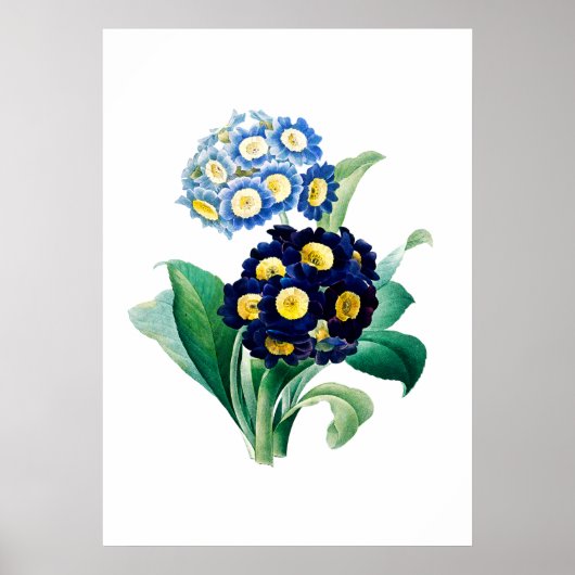 Cowslip Primrose Afdruk van Pierre-Joseph Redouté Poster (Voorkant)