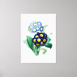 Cowslip Primrose botanisch Canvas Afdruk