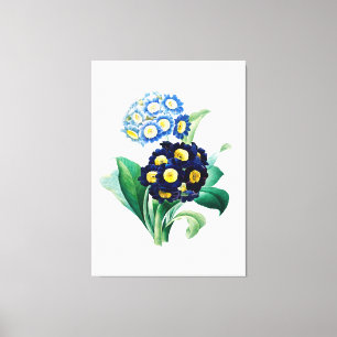 Cowslip Primrose botanisch Canvas Afdruk