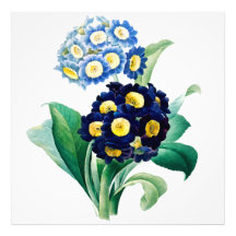  Cowslip Primrose botanisch