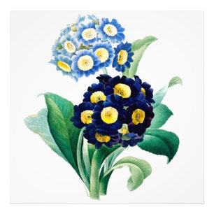 Cowslip Primrose botanisch Foto Afdruk