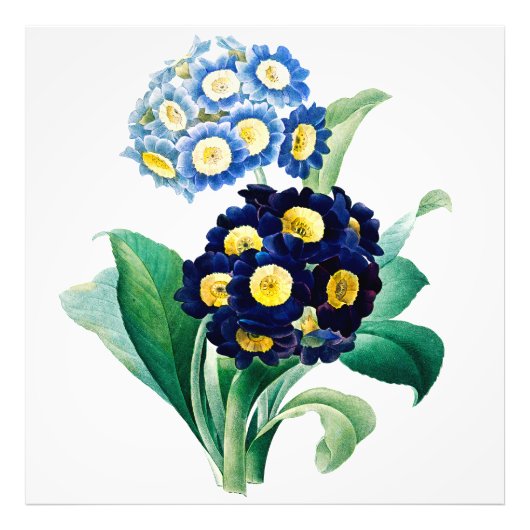  Cowslip Primrose botanisch Foto Afdruk (Voorkant)