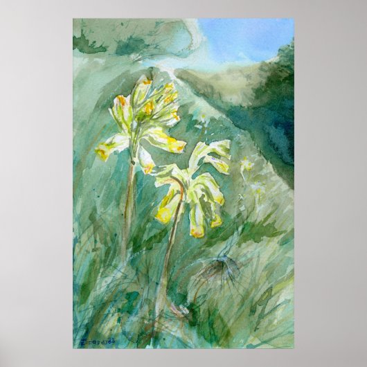 Cowslips Primula veris op een grassy bank Poster (Voorkant)