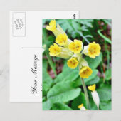 Cowslipventiel Briefkaart (Voorkant / Achterkant)