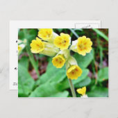 Cowslipventiel Briefkaart (Voorkant / Achterkant)