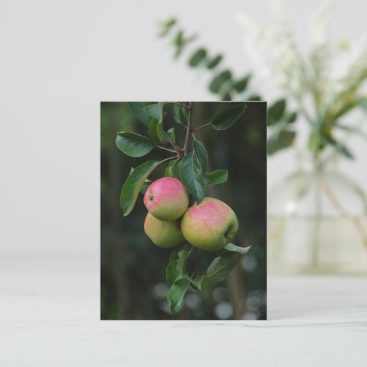 Cox Oranje Apple Briefkaart (Staand voorkant)