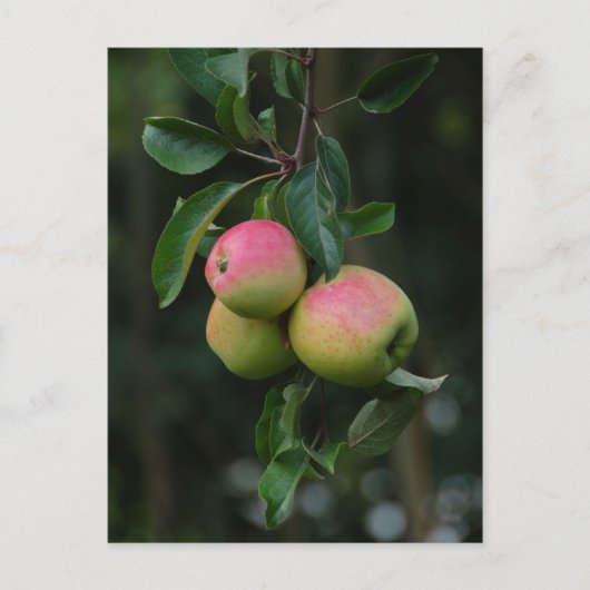 Cox Oranje Apple Briefkaart (Voorkant)