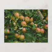 Cox Oranje Apple Briefkaart (Voorkant)