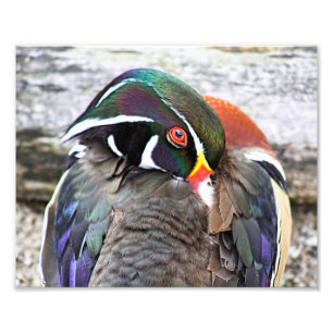 Coy Wood Duck Print Foto Afdruk