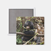 Coya Magnet (Voorkant / Achterkant)