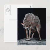 Coyote 2 briefkaart (Voorkant / Achterkant)