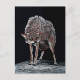 Coyote 2 briefkaart