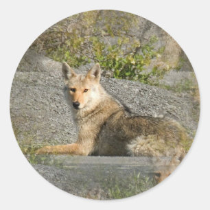 Coyote Afbeeldingen Stickers