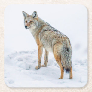 Coyote alert in de sneeuw kartonnen onderzetters