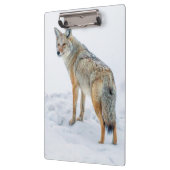Coyote alert in de sneeuw klembord (Links)
