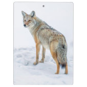 Coyote alert in de sneeuw klembord (Achterkant)