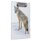 Coyote alert in de sneeuw klembord (Rechts)