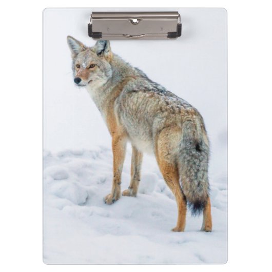 Coyote alert in de sneeuw klembord (Voorkant)