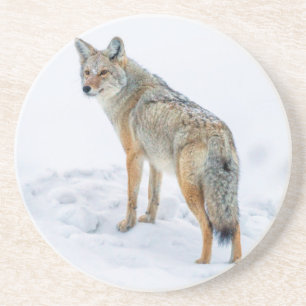 Coyote alert in de sneeuw zandsteen onderzetter