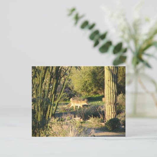 Coyote_at_dawn Briefkaart (Staand voorkant)