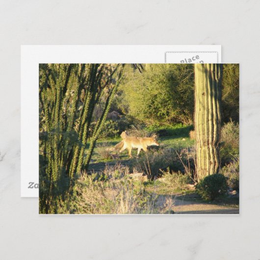 Coyote_at_dawn Briefkaart (Voorkant / Achterkant)