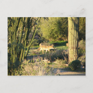 Coyote_at_dawn Briefkaart
