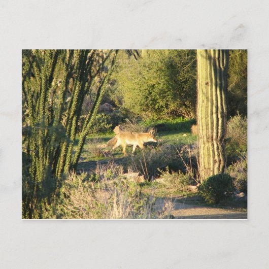 Coyote_at_dawn Briefkaart (Voorkant)