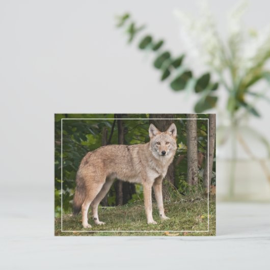 Coyote Beauful Briefkaart (Staand voorkant)