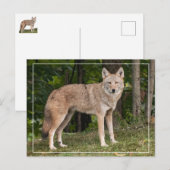 Coyote Beauful Briefkaart (Voorkant / Achterkant)