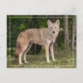 Coyote Beauful Briefkaart (Voorkant)