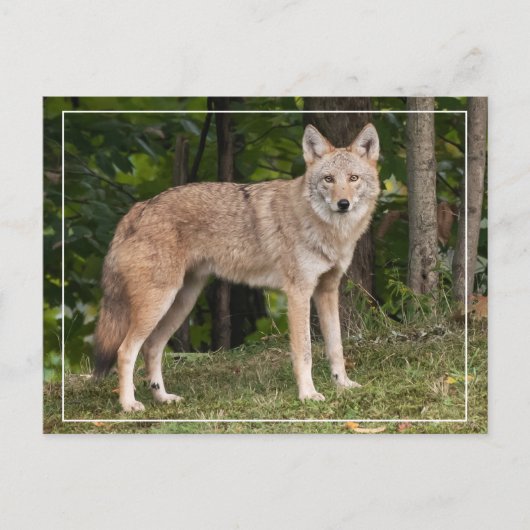 Coyote Beauful Briefkaart (Voorkant)
