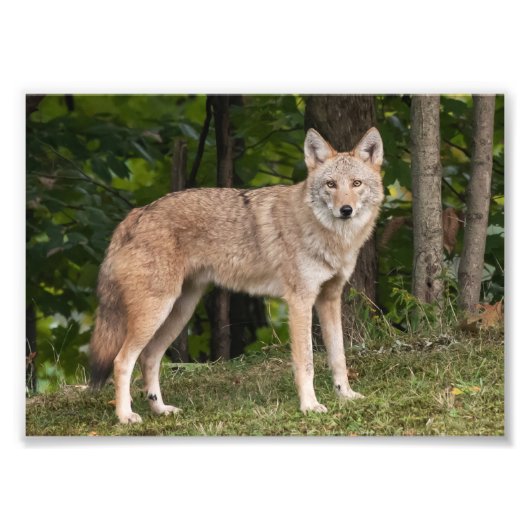 Coyote Beauful Foto Afdruk (Voorkant)