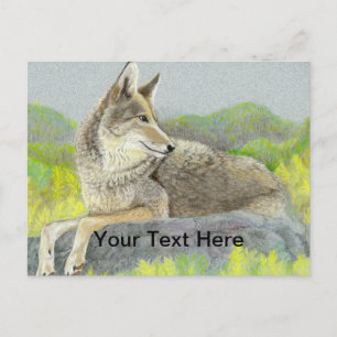 Coyote Briefkaart