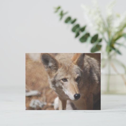 Coyote Briefkaart (Staand voorkant)