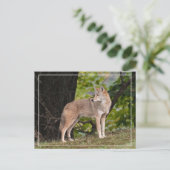 Coyote Briefkaart (Staand voorkant)