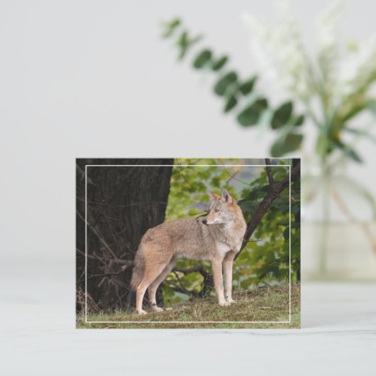 Coyote  Briefkaart (Staand voorkant)