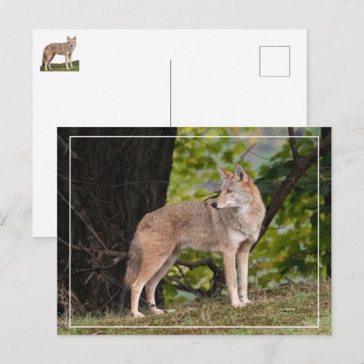 Coyote  Briefkaart (Voorkant / Achterkant)