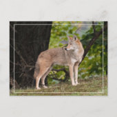 Coyote Briefkaart (Voorkant)