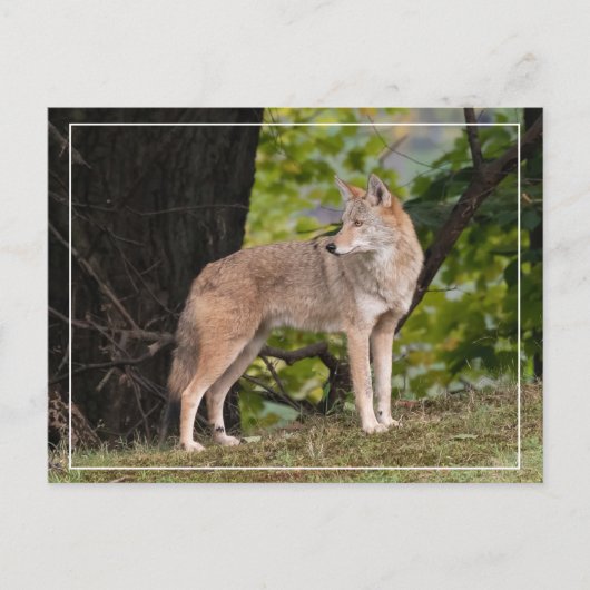 Coyote Briefkaart (Voorkant)