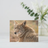 Coyote Briefkaart (Staand voorkant)
