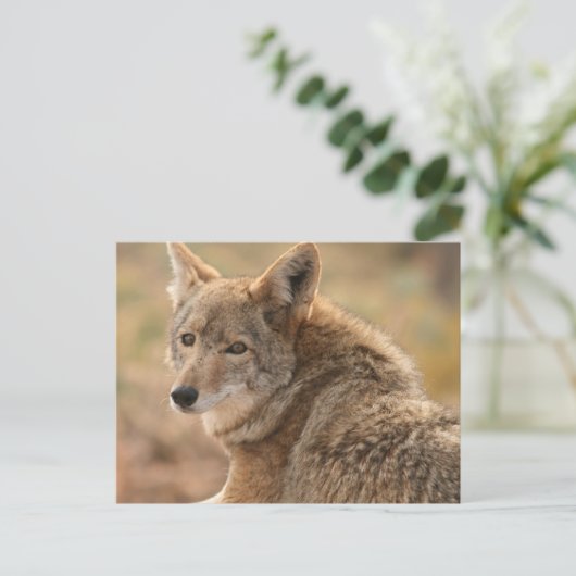 Coyote Briefkaart (Staand voorkant)
