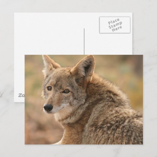 Coyote Briefkaart (Voorkant / Achterkant)