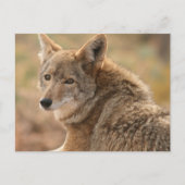 Coyote Briefkaart (Voorkant)