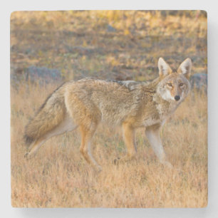 Coyote (Canis Latrans) jagen Stenen Onderzetter