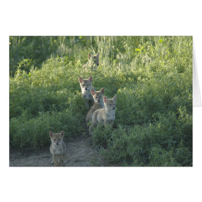 Coyote Clan (Voorkant Horizontaal)