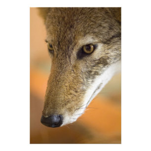 Coyote closeup foto afdruk