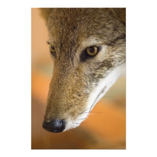 Coyote closeup foto afdruk (Voorkant)