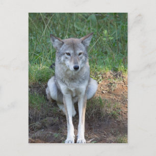 Coyote Collectie Briefkaart