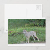 Coyote Collectie Briefkaart (Voorkant / Achterkant)