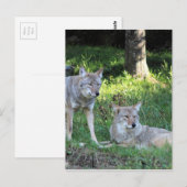 Coyote Collectie Briefkaart (Voorkant / Achterkant)